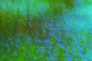 Winnipeg Prints: Canada, Manitoba, Winnipeg. Impression of spring colors