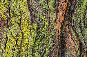 Winnipeg Prints: Canada, Manitoba, Winnipeg. Lichens on maple tree
