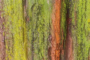 Winnipeg Prints: Canada, Manitoba, Winnipeg. Lichens on maple tree