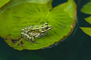 Canada Prints: Canada, Manitoba, Winnipeg. Northern leopard frog on lily pad in pond