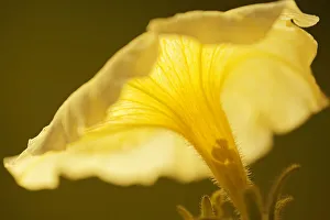 Winnipeg Prints: Canada, Manitoba, Winnipeg. Petunia flower close-up