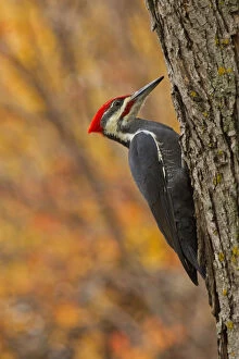 Canada Collection: Canada, Manitoba, Winnipeg. Pileated woodpecker on maple tree