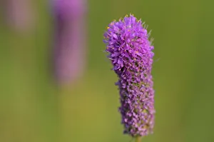 Winnipeg Prints: Canada, Manitoba, Winnipeg. Purple prairie clover close-up