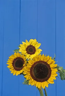 Winnipeg Prints: Canada, Manitoba, Winnipeg. Sunflowers against blue fence