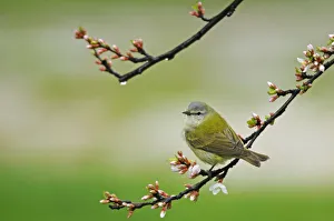 Winnipeg Prints: Canada, Manitoba, Winnipeg. Tennessee warbler in Nanking cherry shrub. Credit as