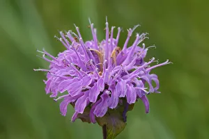 Winnipeg Prints: Canada, Manitoba, Winnipeg. Wild bergamot flower close-up