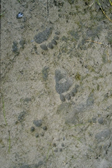 Wolf Prints: Canada, N. W. T. Bear & Wolf Tracks