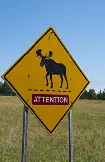 Images Dated 2029: Canada near St Martins New Brunswick Moose Crossing on Trans Canada Highway #1