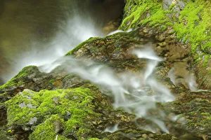 Images Dated 9th June 2015: Canada, New Brunswick, Fundy National Park