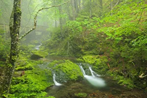 Canada, New Brunswick, Fundy National Park. Bridge over Dickson Creek. Credit as