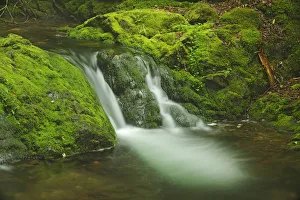 Images Dated 18th July 2009: Canada, New Brunswick, Fundy National Park