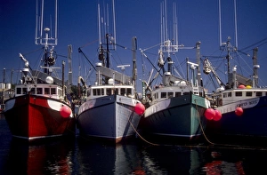 Canada: New Brunswick, Grand Manan, North Head Harbor, commercial fishing boats, July
