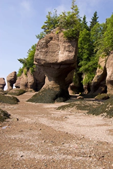Images Dated 6th July 2008: Canada, New Brunswick, Hopewell Cape, Bay of Fundy. Hopewell Rocks at low tide (aka