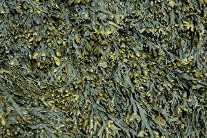 Images Dated 6th July 2008: Canada, New Brunswick, Hopewell Cape, Bay of Fundy. Hopewell Rocks at low tide, seaweed