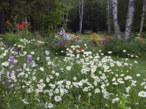 Images Dated 14th June 2013: Canada, New Brunswick, Kingston, Shampers Bluff. Scenic of forest and garden. Credit as