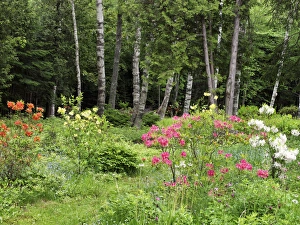 New Brunswick Prints: Canada, New Brunswick, Kingston, Shampers Bluff. Scenic of forest and garden. Credit as