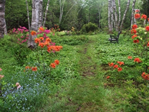 Images Dated 14th June 2013: Canada, New Brunswick, Kingston, Shampers Bluff. Scenic of forest and garden. Credit as