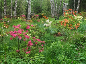Images Dated 14th June 2013: Canada, New Brunswick, Kingston, Shampers Bluff. Scenic of forest and garden. Credit as
