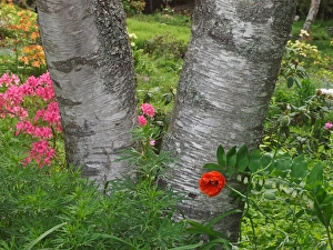Images Dated 11th June 2013: Canada, New Brunswick, Kingston, Shampers Bluff. Scenic close-up of birch tree and flowers
