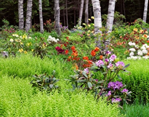 Images Dated 11th June 2013: Canada, New Brunswick, Kingston, Shampers Bluff. Scenic of forest and garden. Credit as