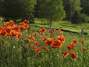 Images Dated 13th June 2013: Canada, New Brunswick, Kingston, Shampers Bluff. Scenic of poppies and forest. Credit as