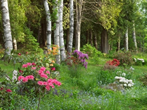 Images Dated 11th June 2013: Canada, New Brunswick, Kingston, Shampers Bluff. Scenic of forest and garden. Credit as