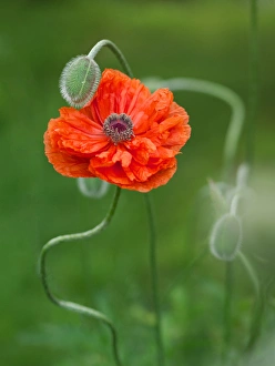 Images Dated 11th June 2013: Canada, New Brunswick, Kingston, Shampers Bluff. Close-up of poppy flower and bud