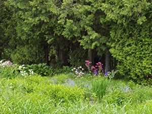 Images Dated 14th June 2013: Canada, New Brunswick, Kingston, Shampers Bluff. Scenic of forest and garden. Credit as