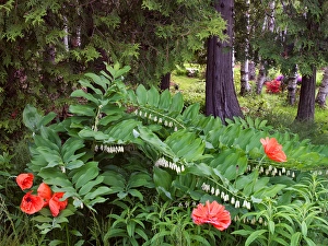 Images Dated 11th June 2013: Canada, New Brunswick, Kingston, Shampers Bluff