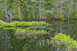 New Brunswick Prints: Canada, New Brunswick, Kouchibouguac National Park