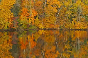 Canada, New Brunswick, Mactaquac. Autumn forest reflected in Saint John River