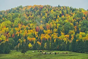Images Dated 19th March 2019: Canada, New Brunswick, Saint-Jacques. Acadian forest in autumn foliage
