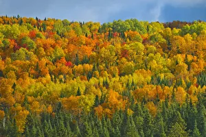 New Brunswick Prints: Canada, New Brunswick, Saint-Joseph. Forest in autumn foliage