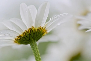 Images Dated 11th June 2013: Canada, New Brunswick, Shampers Bluff. Close-up of daisy flower