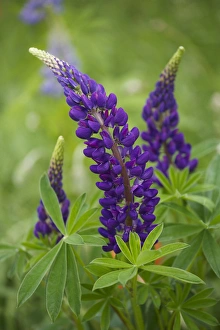 New Brunswick Prints: Canada, New Brunswick, Shampers Bluff. Close-up of lupine flowers
