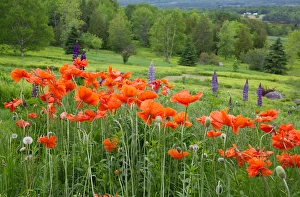 Images Dated 14th June 2013: Canada, New Brunswick, Shampers Bluff. Landscape with poppies and lupine. Credit as