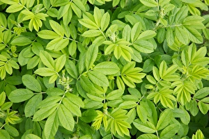Images Dated 14th June 2013: Canada, New Brunswick, Shampers Bluff. Close-up of leafy vegetation