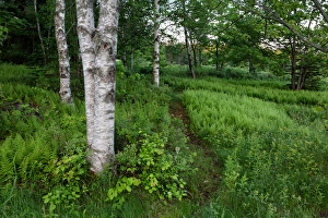 Images Dated 15th June 2013: Canada, New Brunswick, Shampers Bluff. Forest scenic