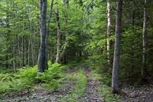 Images Dated 15th June 2013: Canada, New Brunswick, Shampers Bluff. Forest scenic