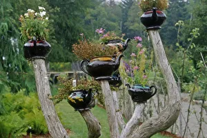 Images Dated 28th August 2009: Canada, New Brunswick, St Andrews. Teapots sprout from branches in a whimsical display