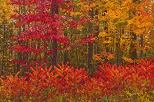 New Brunswick Prints: Canada, New Brunswick, Woodstock. Forest in autumn foliage