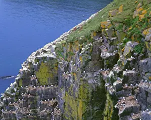 Canada, Newfoundland, Cape Saint Marys Ecological Reserve, Black legged kittiwakes