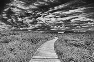 Boardwalk Prints: Canada, Newfoundland, Gros Morne National Park. Boardwalk through underbrush