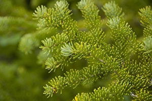 Canada, Newfoundland and Labrador, L Anse Aux Meadows. Spruce trees