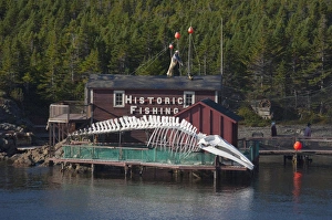Images Dated 24th September 2010: Canada, Newfoundland and Labrador, Twillingate. Prime Berth historic fishing center