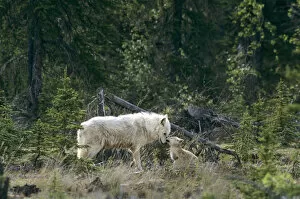 Canada, Northwest Territories, Great Slave Lake. Wild gray wolf alpha male and pup in taiga forest