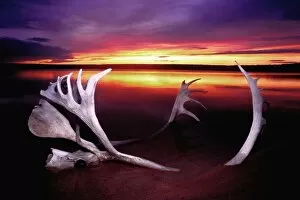 Canada, Northwest Territories, Whitefish Lake. Sunset on bleached caribou antlers
