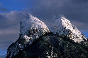 Greg Green Prints: Canada, Northwest Territory, Mountain Caribou