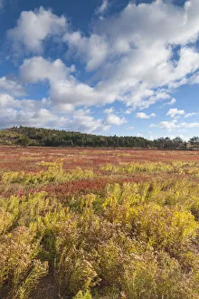 Images Dated 10th April 2019: Canada, Nova Scotia, Advocate Harbour. Blueberry field in autumn