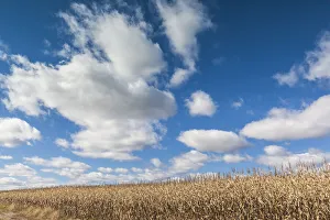 Maritime Province Prints: Canada, Nova Scotia, Annapolis Valley, Wolfville. Agricultural field in autumn